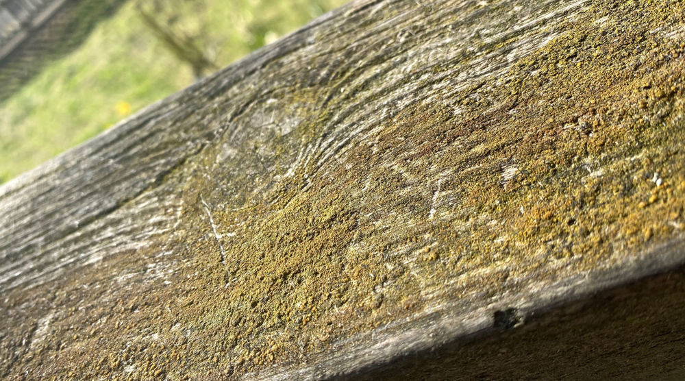 Organic growth on exterior wood